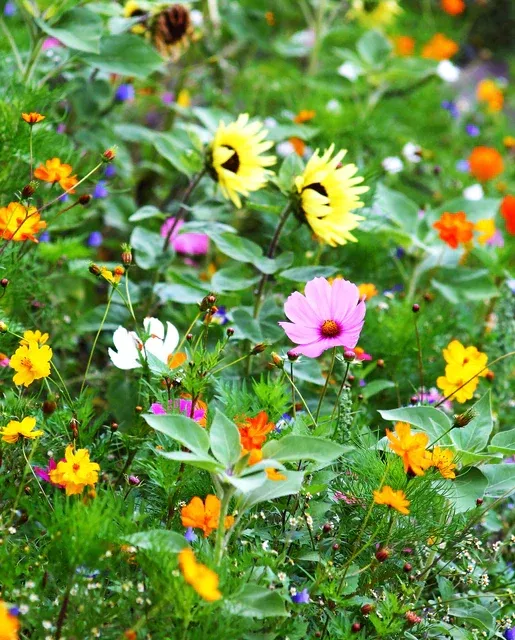 bumble-bee-wildflower-blend Bumble Bee Wildflower Blend