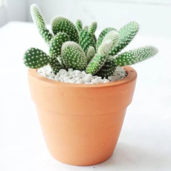 Bunny Ear Cactus – Opuntia microdasys var. albospina