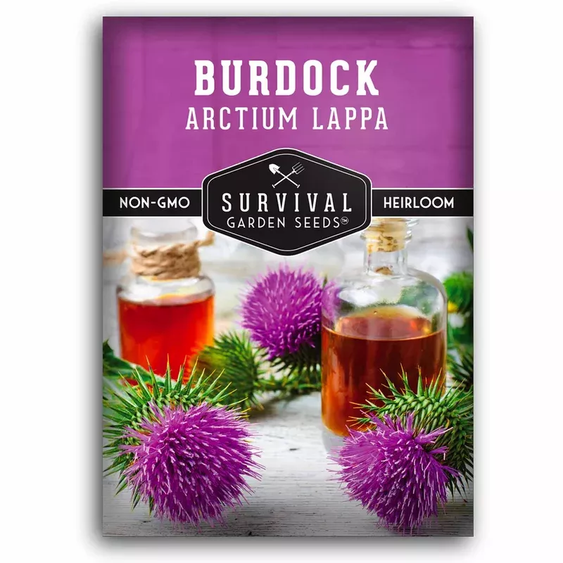 Burdock Root Seeds (Arctium lappa) – Grow GOBO Heirloom Root Vegetable & Medicinal Herb