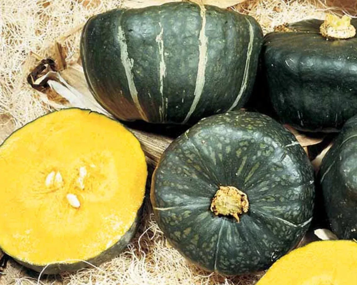 burgess-buttercup-winter-squash-seeds Burgess Buttercup Winter Squash Seeds