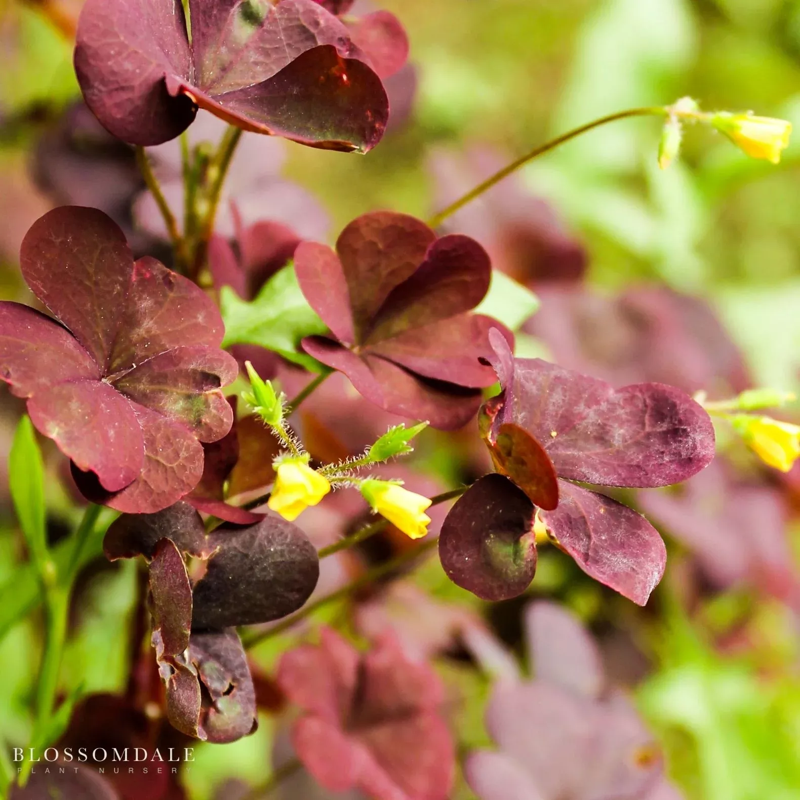 burgundy-oxalis Burgundy Oxalis