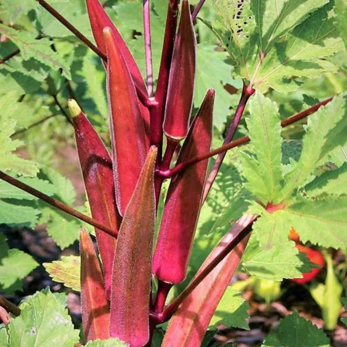 burgundy-red-okra Burgundy Red Okra