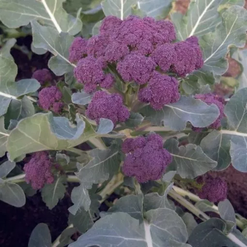 burgundy-sprouting-broccoli-seeds Burgundy Sprouting Broccoli Seeds