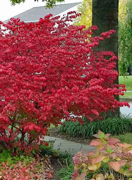 burning-bush-dwarf-2gal-bl Burning Bush:'Dwarf' - 2Gal (Bl)