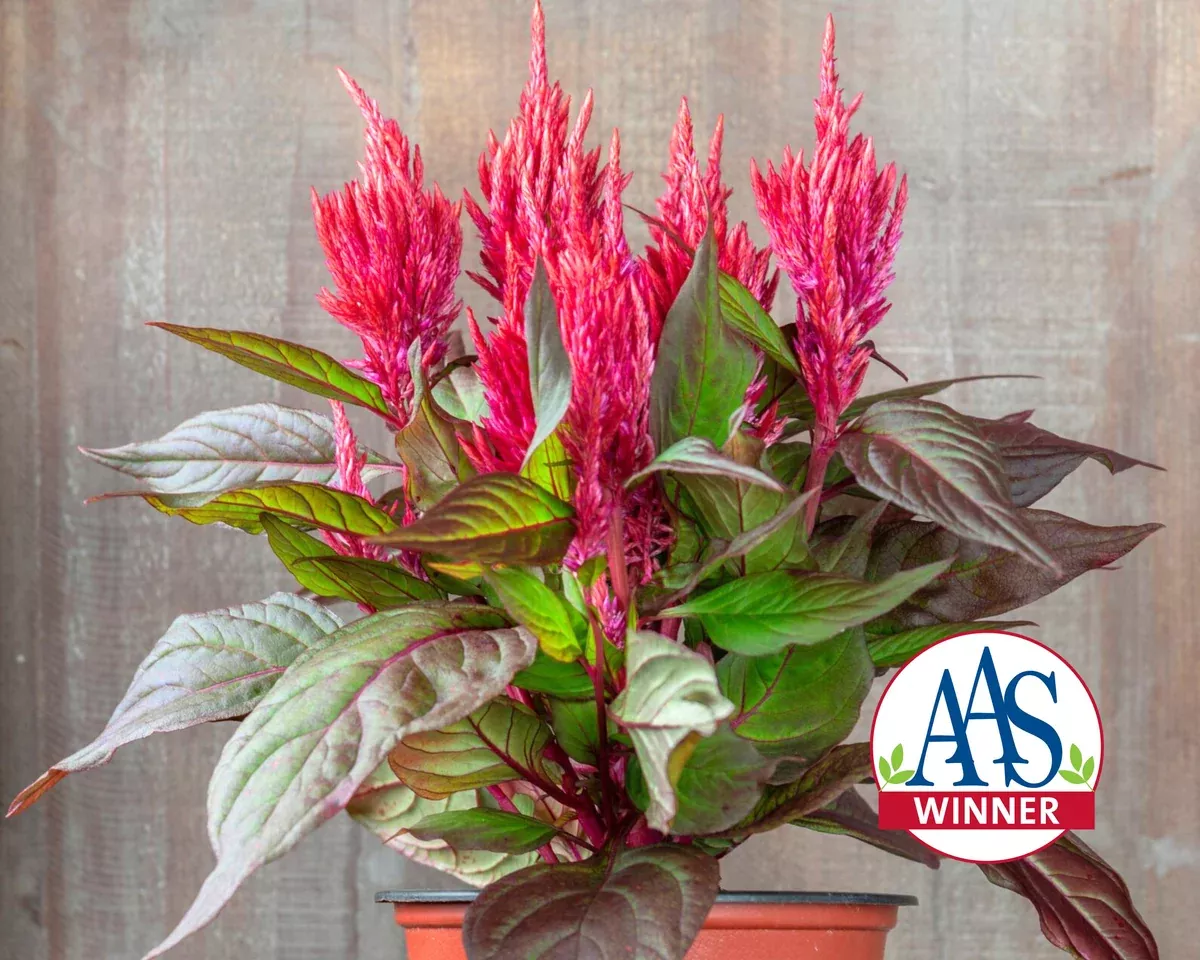 burning-embers-celosia-seeds Burning Embers Celosia Seeds