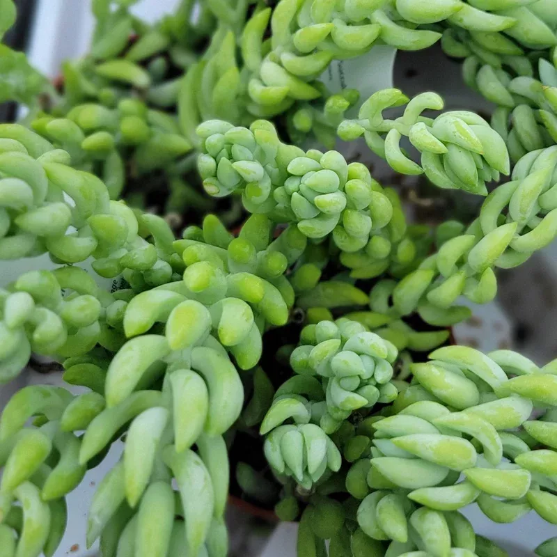 burro-s-tail Burro's Tail