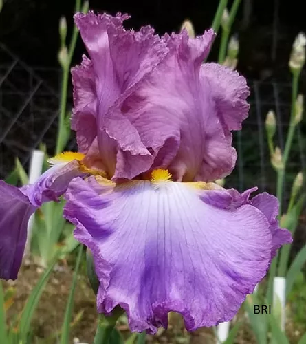 Burst Of Joy