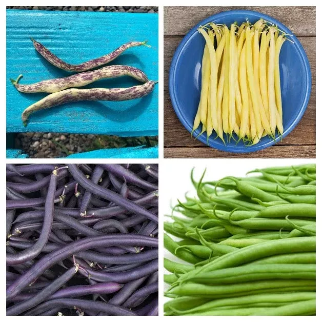 bush-bean-variety-4-pack Bush Bean Variety 4-pack