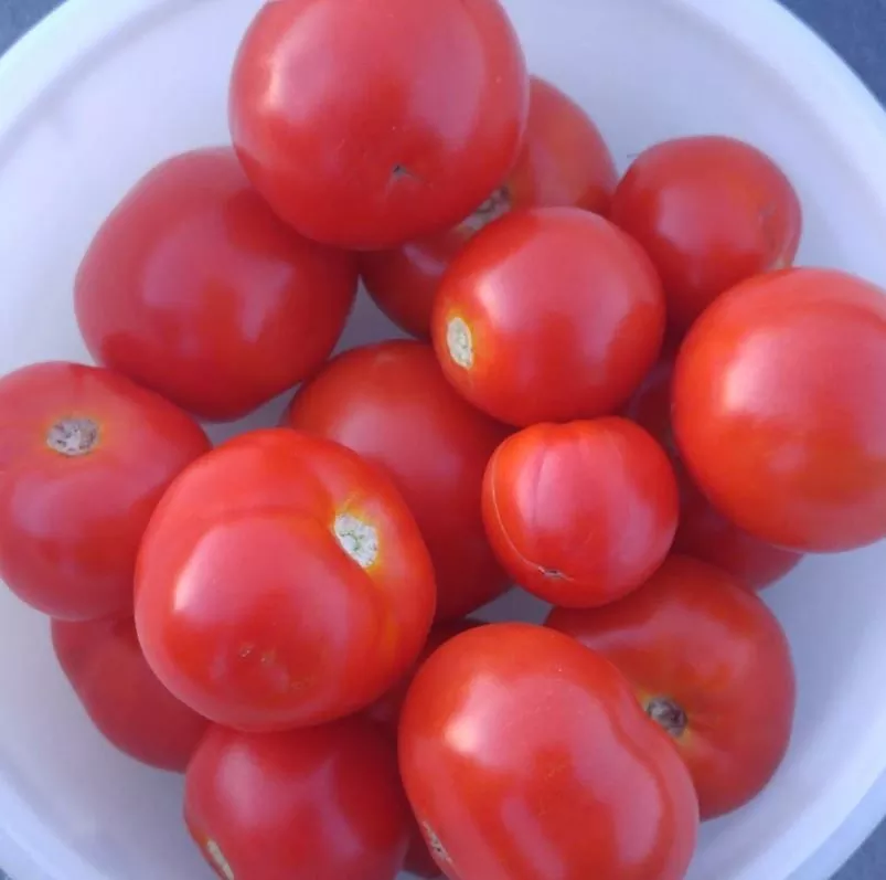 Bush Beefsteak Tomato