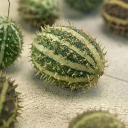 Bush Hog Cucumber Seeds