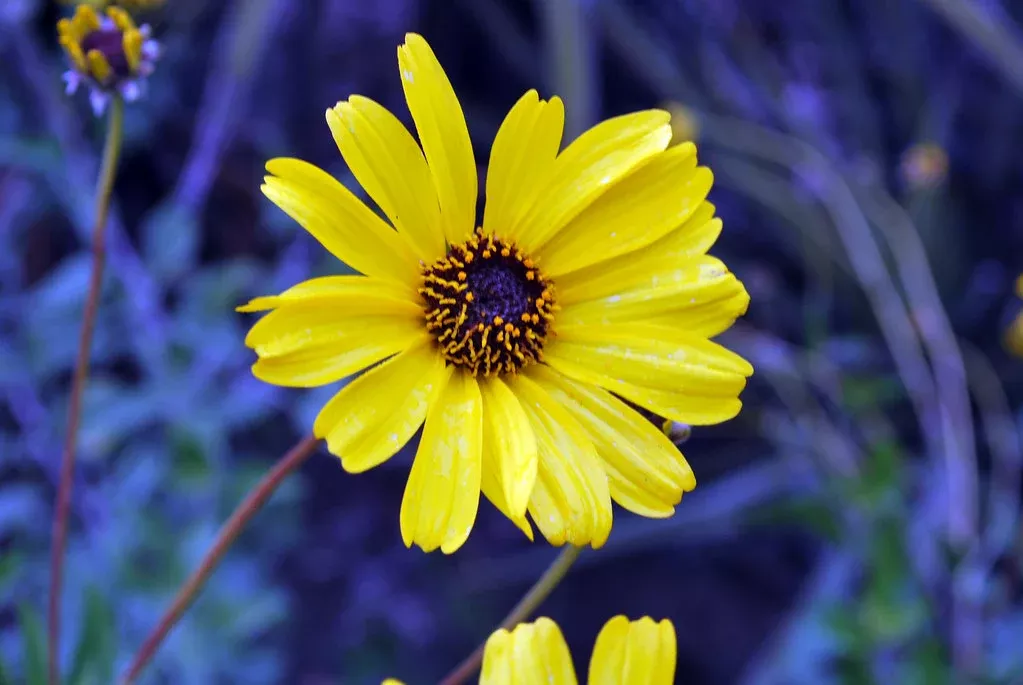 bush-sunflower Bush Sunflower