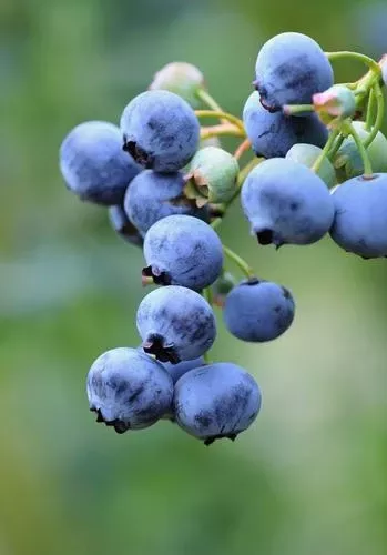 Bushel And Berry Perpetua Blueberry