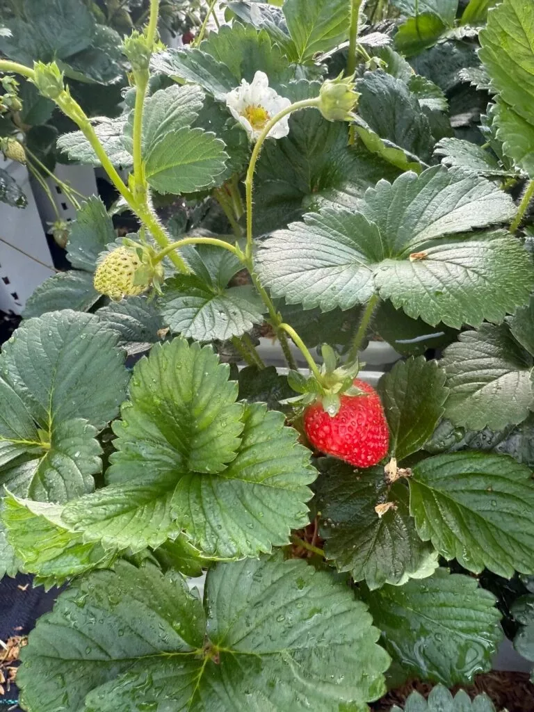 bushel-berry-snowy-belle-strawberry Bushel And Berry Snowy Belle™ Strawberry