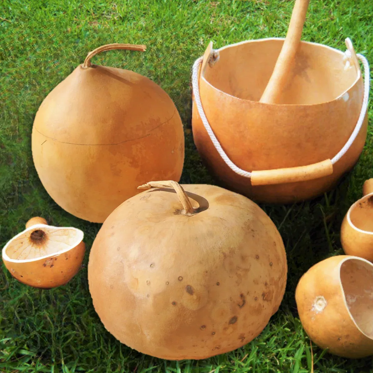 bushel-gourd Bushel Gourd