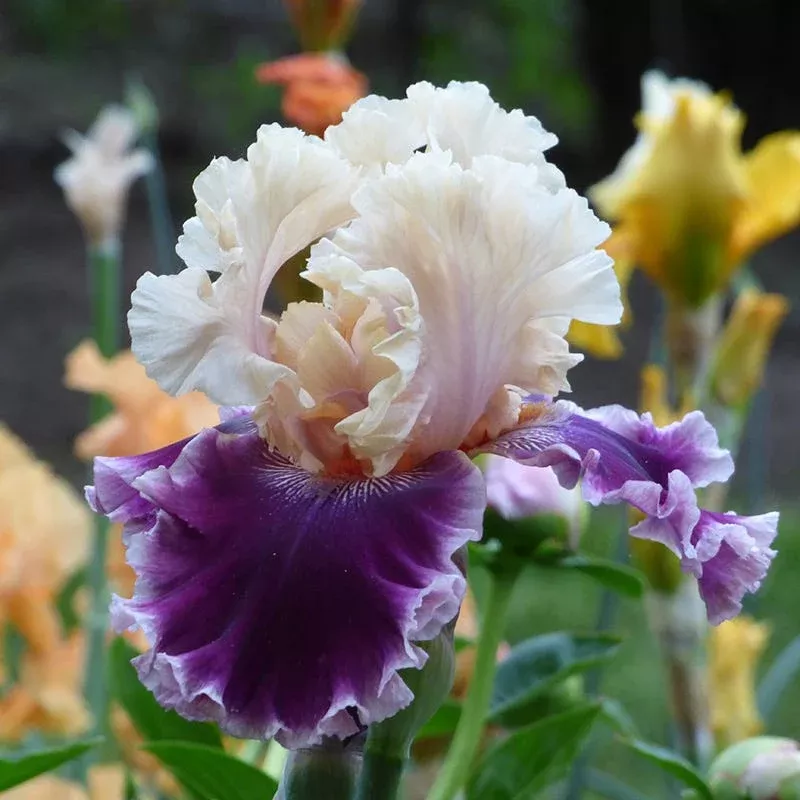 but-darling-bearded-iris But Darling Bearded Iris