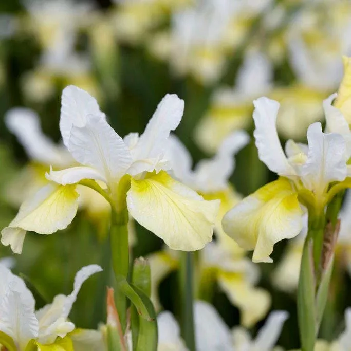 butter-sugar-siberian-iris Butter & Sugar Siberian Iris