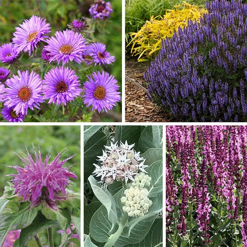 butterfly-bee-friendly-collection-east-midwest Butterfly & Bee Friendly Collection For The East & Midwest