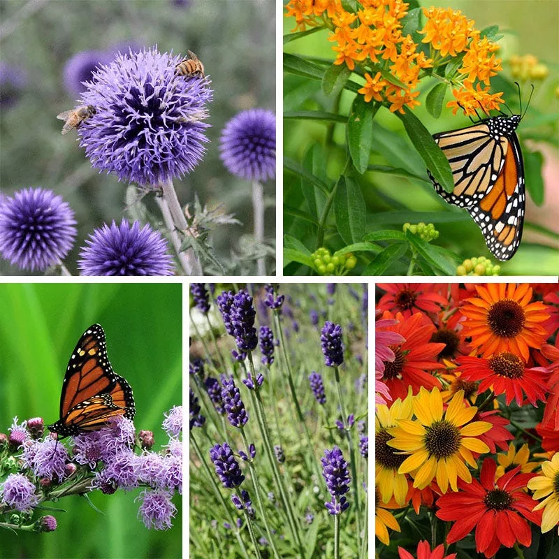butterfly-bee-friendly-collection-west Butterfly & Bee-Friendly Collection For The West