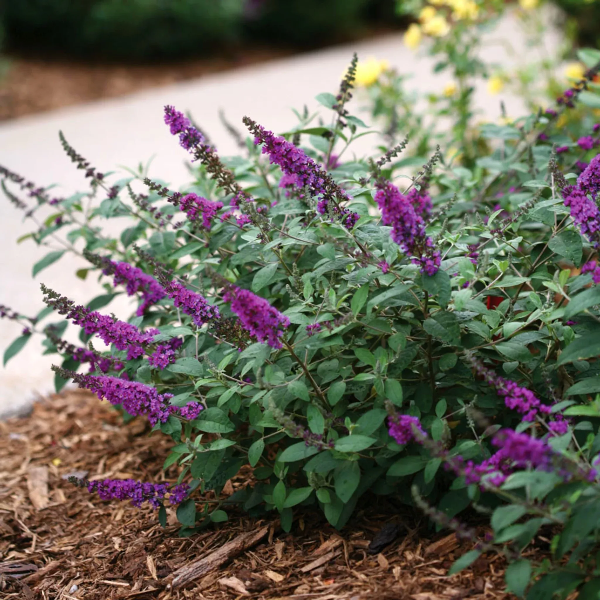 butterfly-bush Butterfly Bush