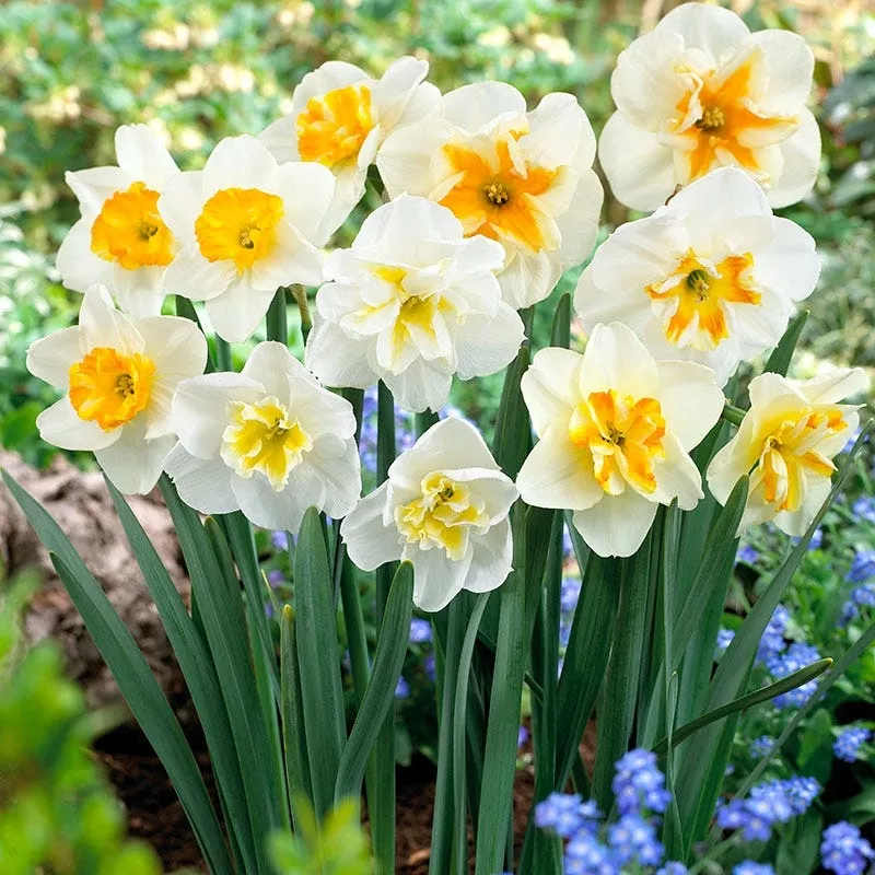 butterfly-daffodil-mix Butterfly Daffodil Mix