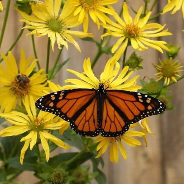 Butterfly Flower Mix