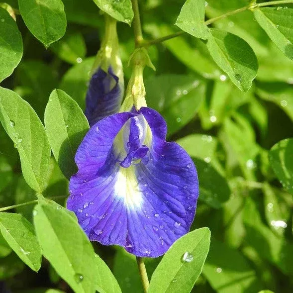 butterfly-pea Butterfly Pea