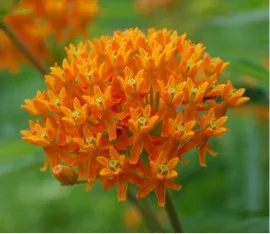 Butterfly Weed (Asclepias)