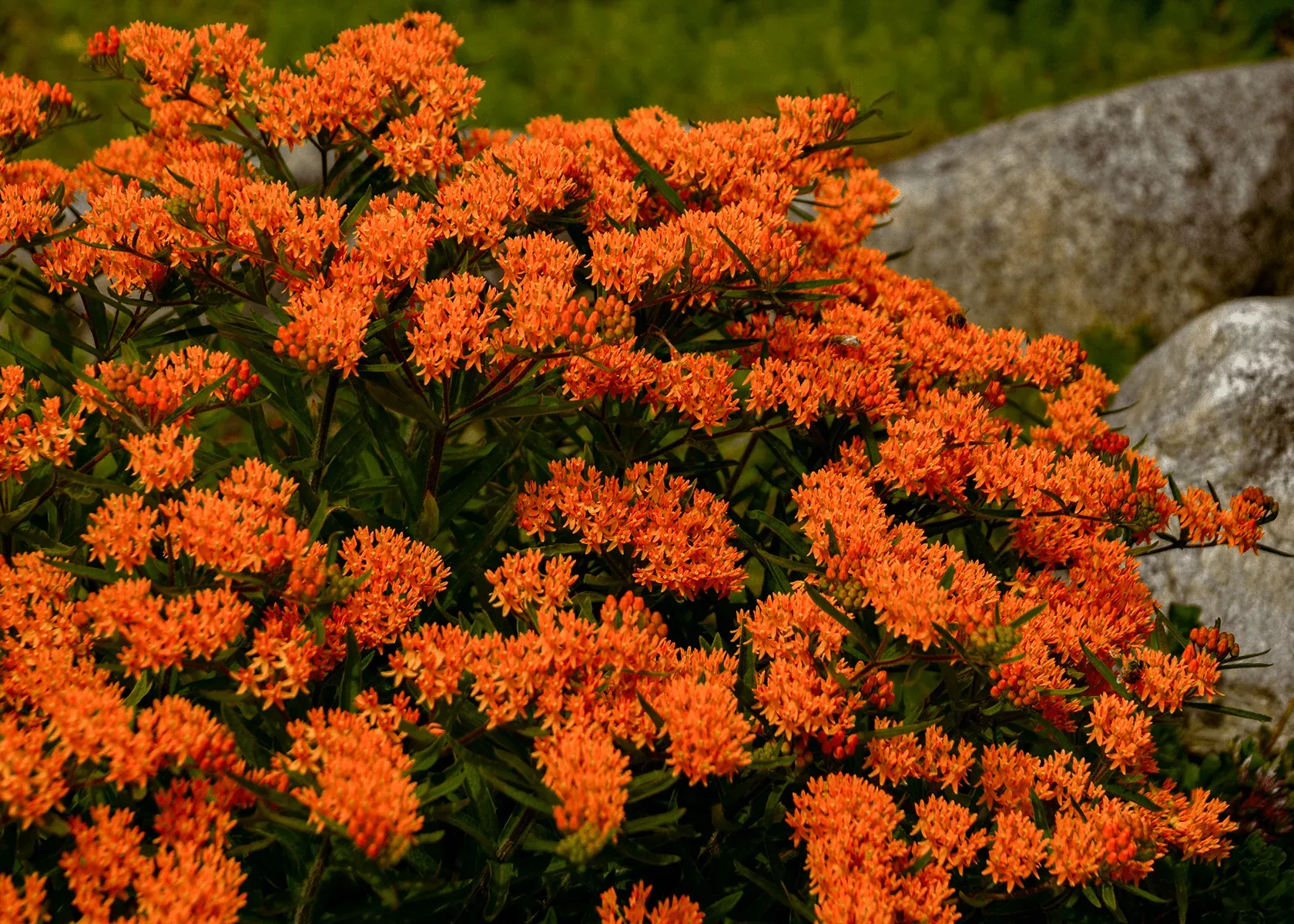 butterfly-weed Butterfly Weed