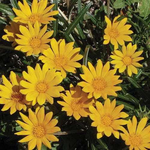 Butterscotch Baby Gazania