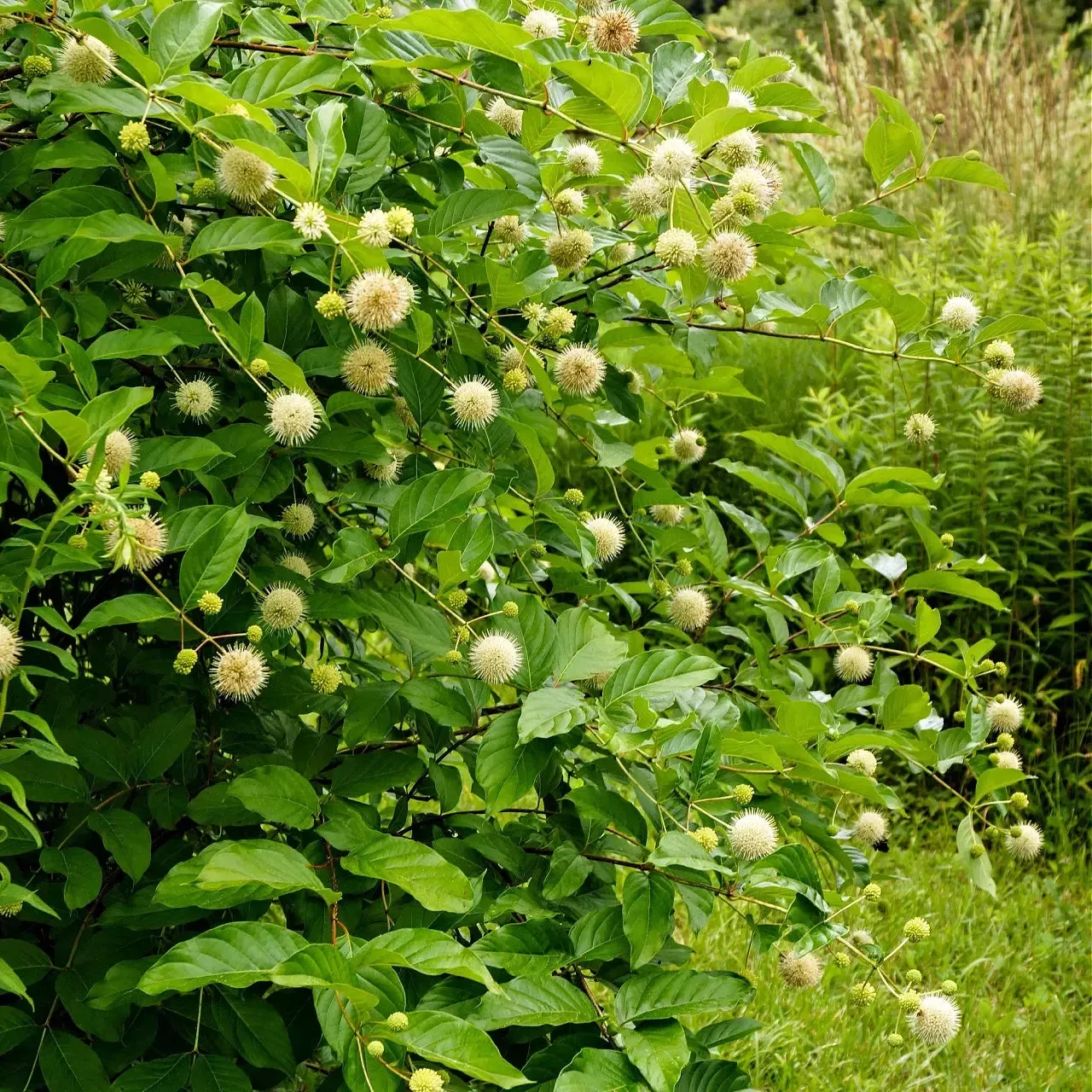 button-bush-shrubs Button Bush Shrubs