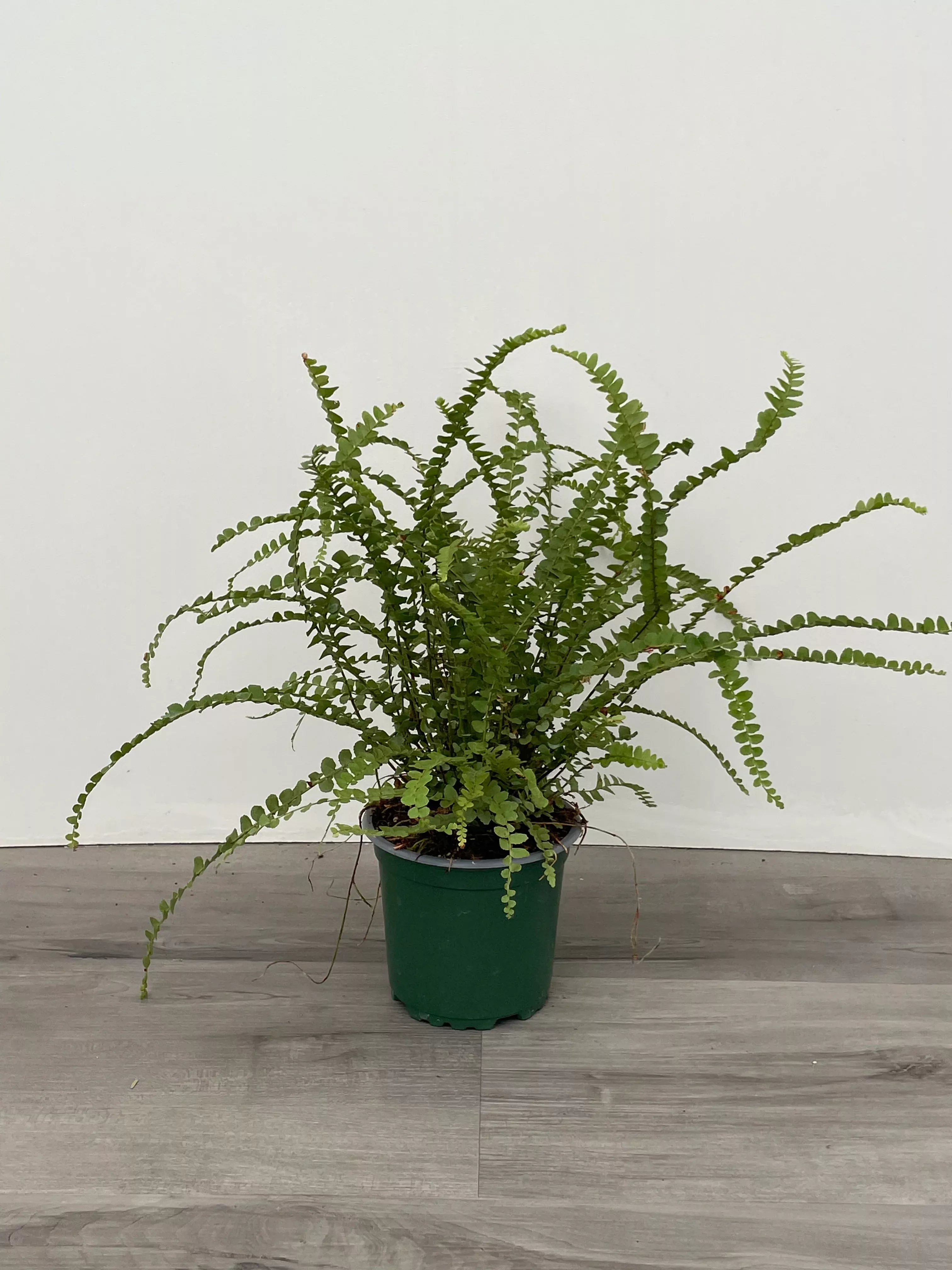 button-fern-assorted-varieties Button Fern - Assorted varieties