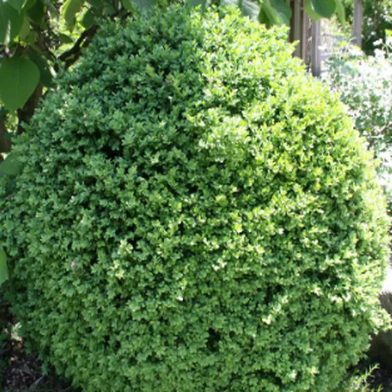 buxus-sempervirens-globe Buxus sempervirens 'Globe'
