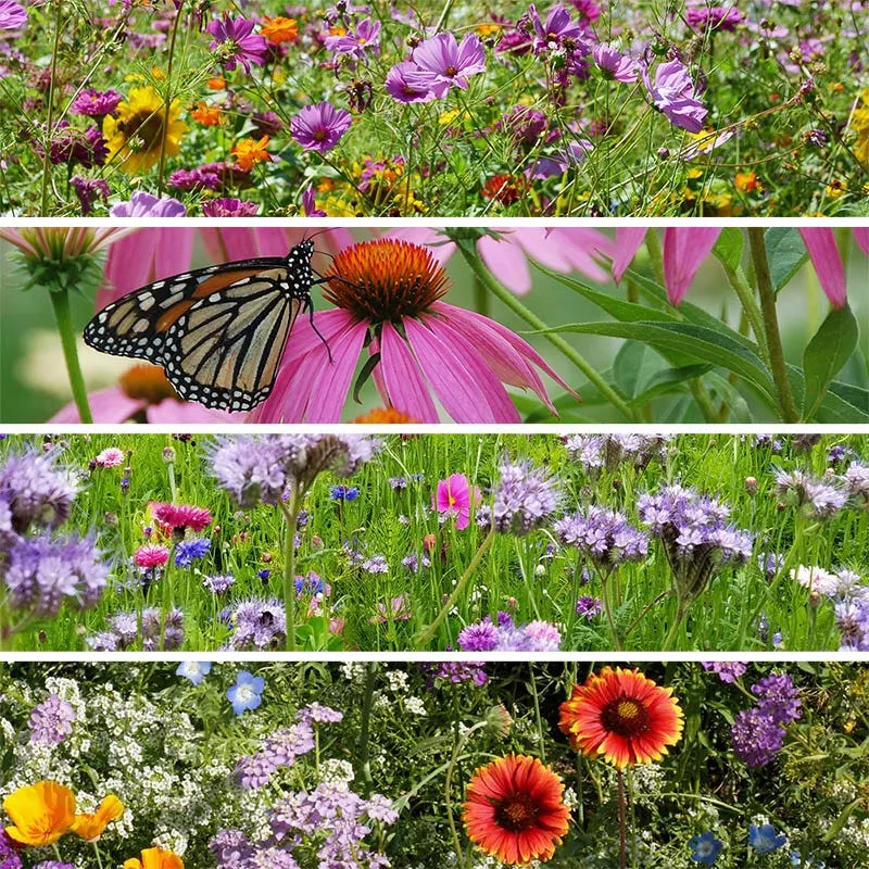 Buzz & Flutter Pollinator Wildflower Seed Collection