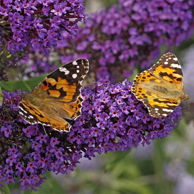 Buzz Midnight Butterfly Bush (Buddleia)