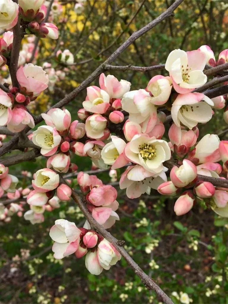 c-cathayensis-cathay-flowering-quince C. Cathayensis/Cathay Flowering Quince