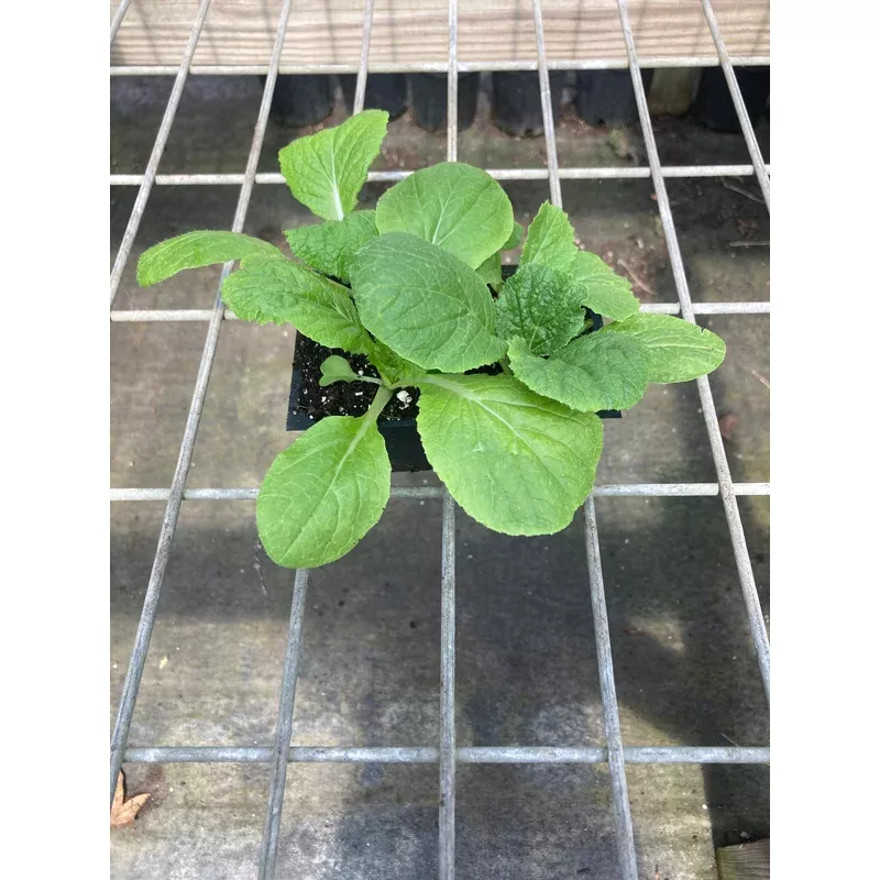 cabbage-aichi-chinese Cabbage, Aichi Chinese