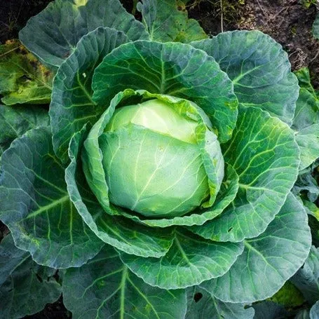 cabbage-all-season-seeds Cabbage - All Season seeds