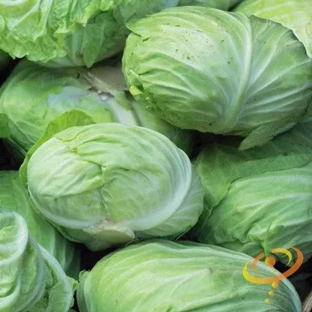 cabbage-charleston-wakefield-seeds Cabbage - Charleston Wakefield seeds
