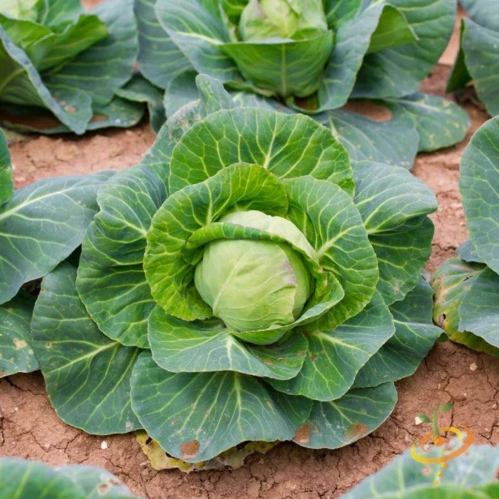 cabbage-danish-ballhead-seeds Cabbage - Danish Ballhead seeds