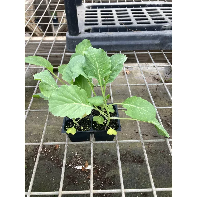 cabbage-early-flat-dutch Cabbage, Early Flat Dutch