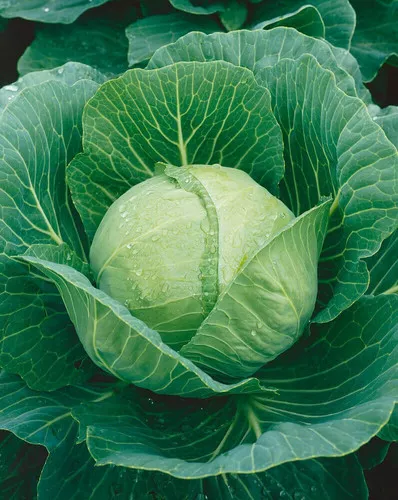 Cabbage (Golden Acre - Early)