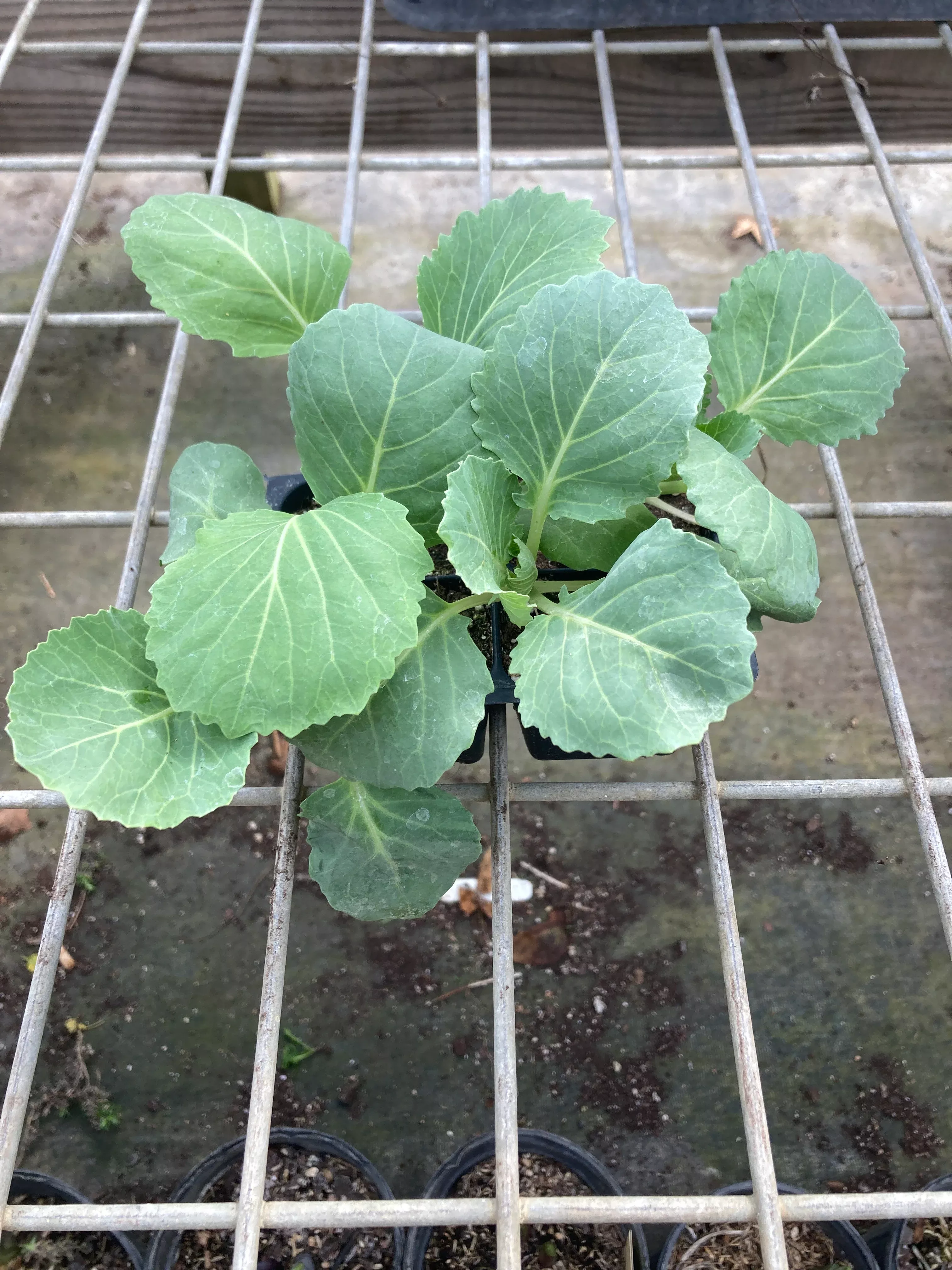 cabbage-golden-acre Cabbage, Golden Acre