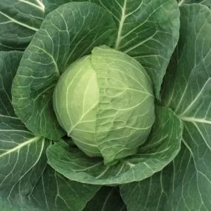 Cabbage, Green Storage