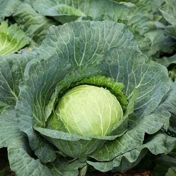 Cabbage: Megaton