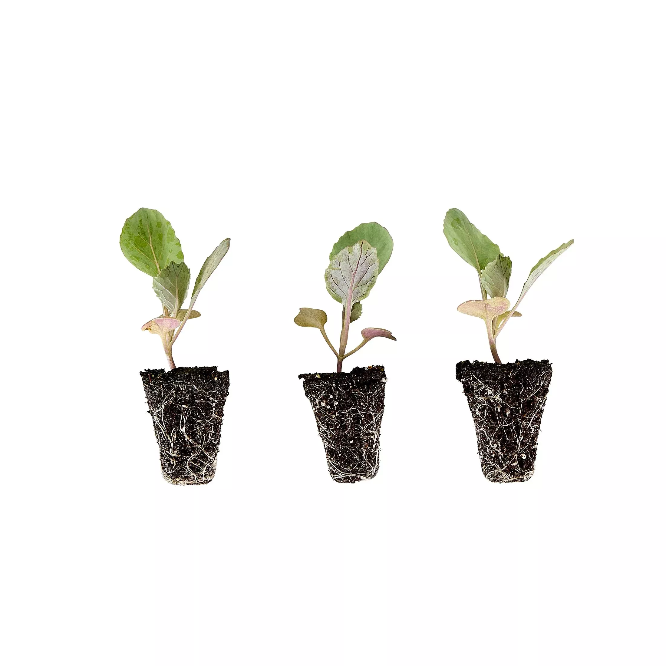 cabbage-plugs-3-pack Cabbage Plugs (3 Pack)