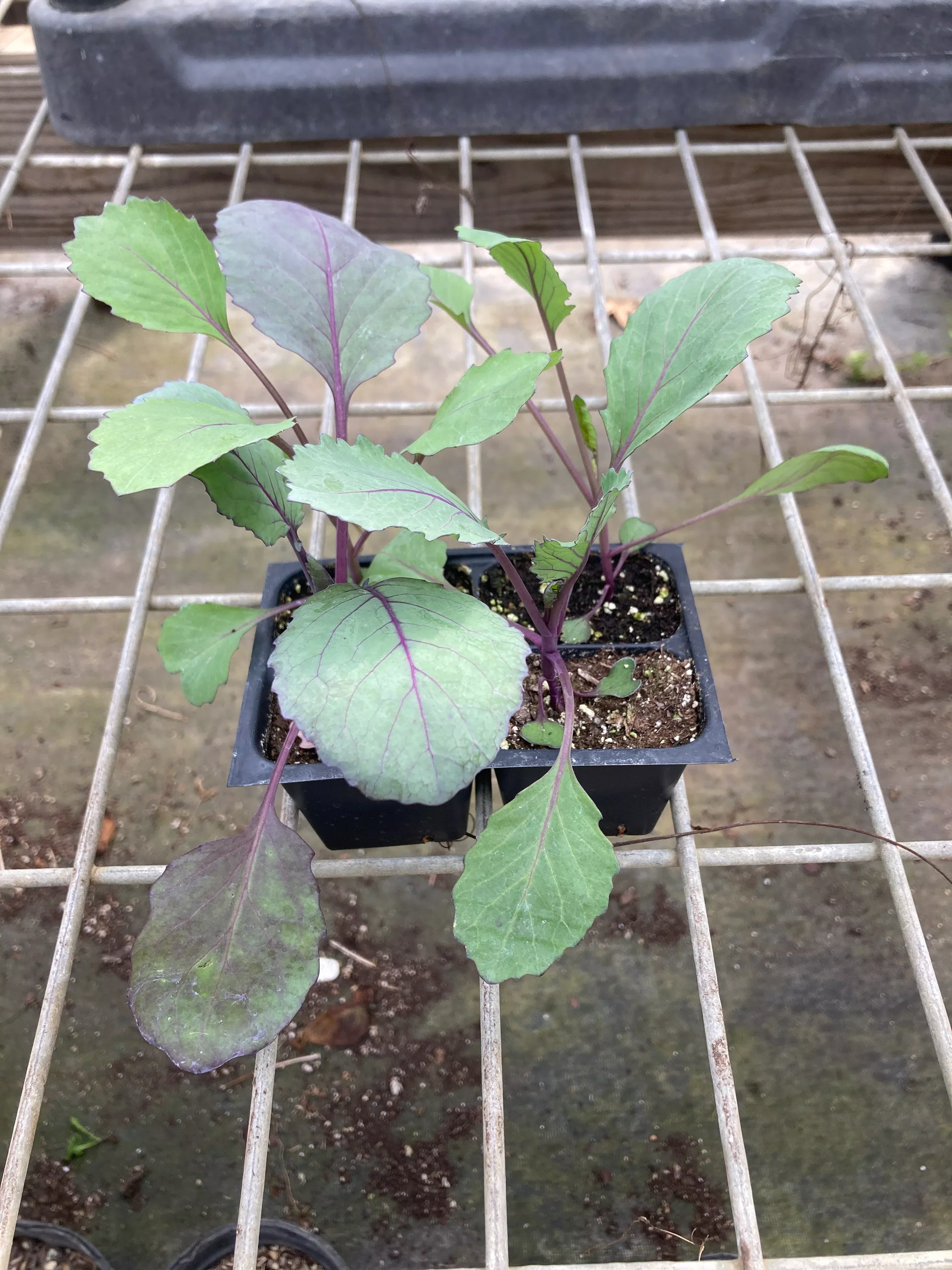 Cabbage, Red Acre