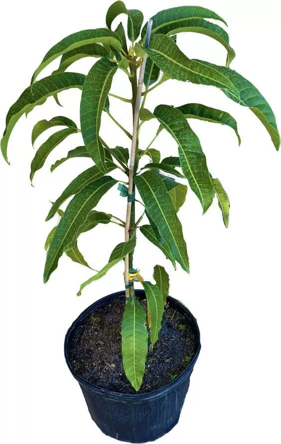 cabeza-man-s-head-mango-tree-grafted Cabeza, Man's Head, Mango Tree, Grafted