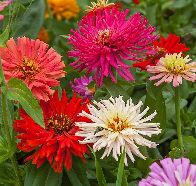 Cactus Bright Jewels Zinnia Mix