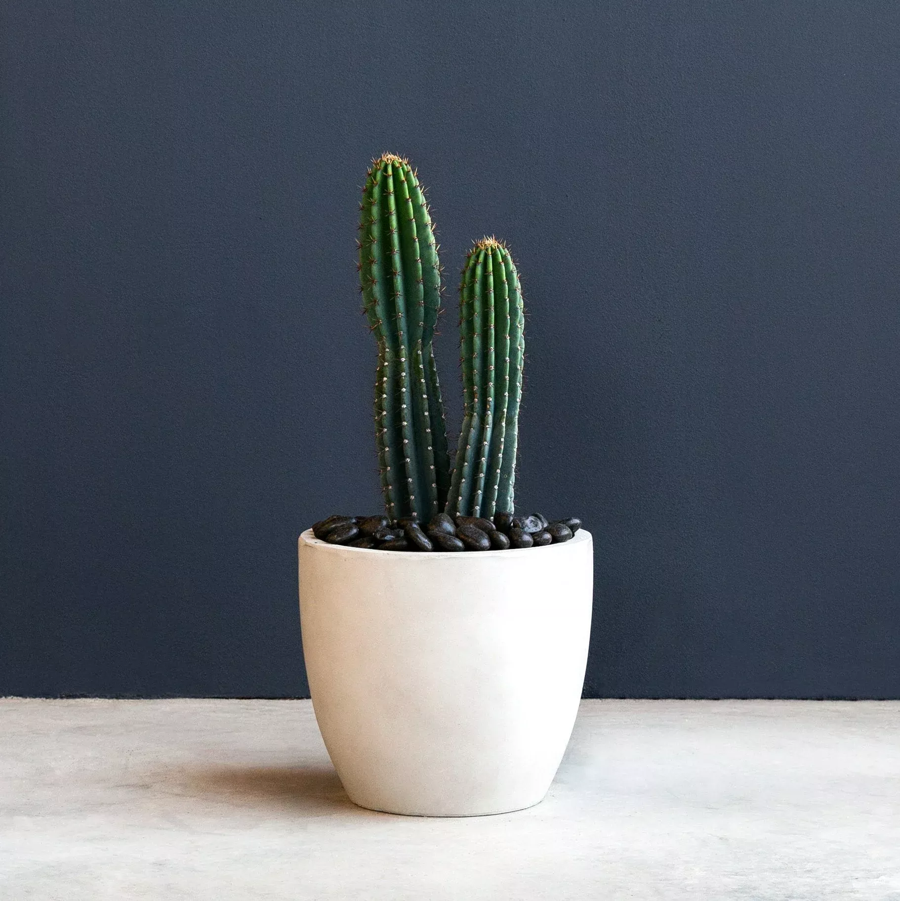 cactus-peruvian-apple-cereus-peruvianus Cactus – Peruvian Apple (Cereus Peruvianus)