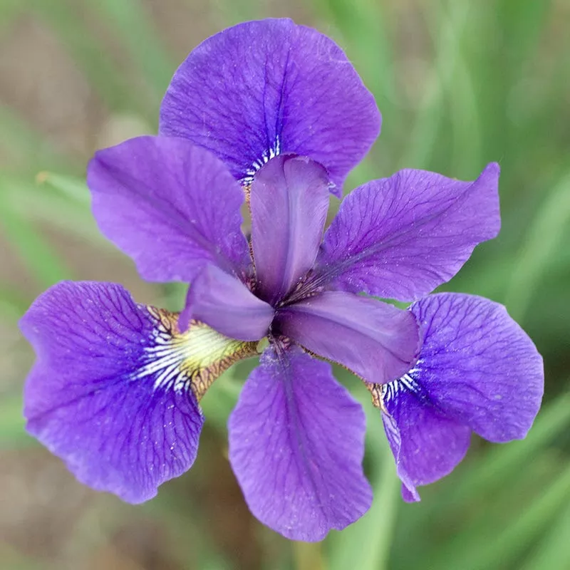 caesar-s-brother-siberian-iris Caesar's Brother Siberian Iris